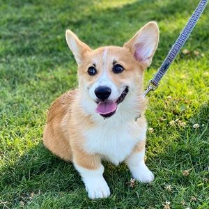 Meet your Posher, Austin